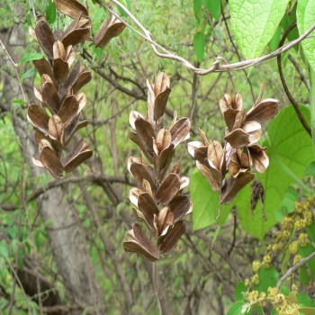 Dioscorea Dumetorum